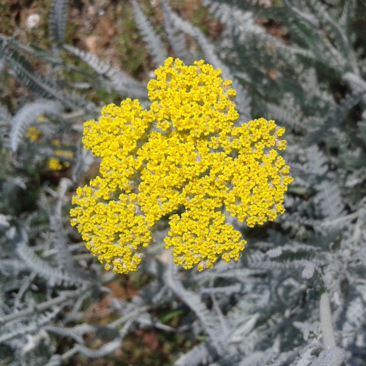 ACHILLEA CLYPEOLATA