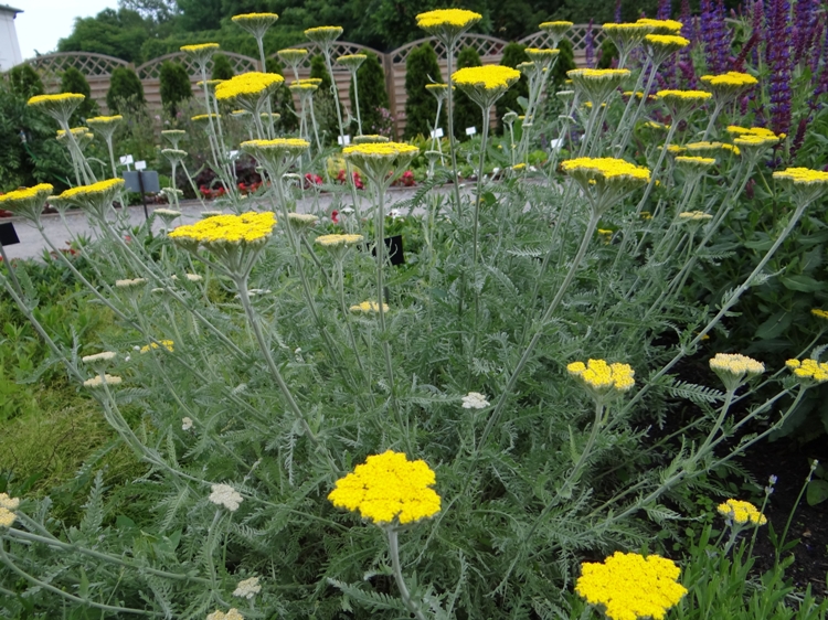 ACHILLEA CLYPEOLATA