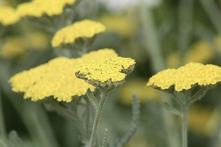 ACHILLEA FILIPENDULINA-HYBRIDE CREDO