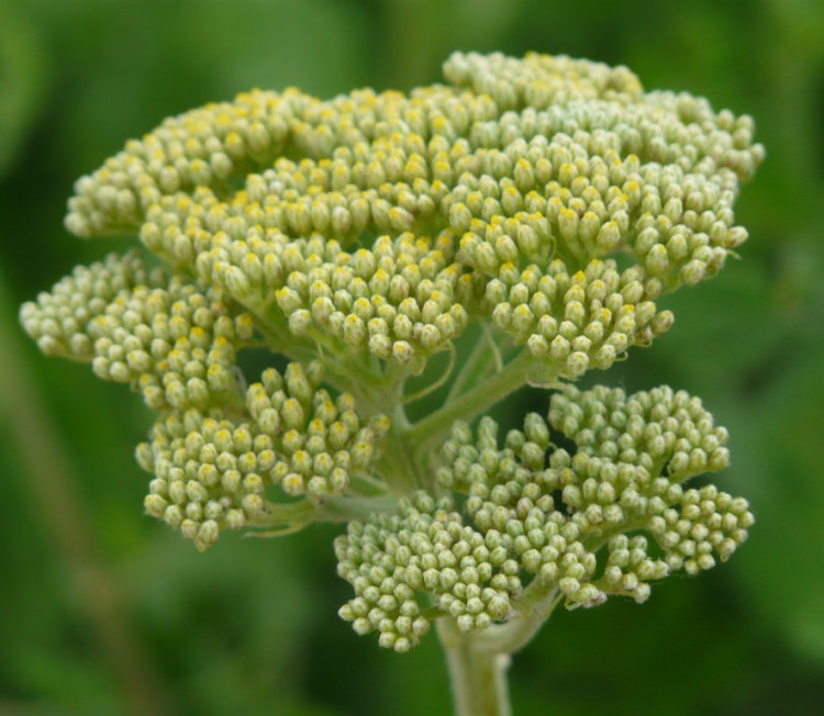 ACHILLEA FILIPENDULINA-HYBRIDE CREDO