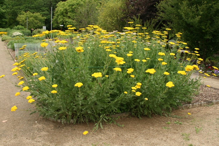 ACHILLEA FILIPENDULINA PARKER'S VARIETY