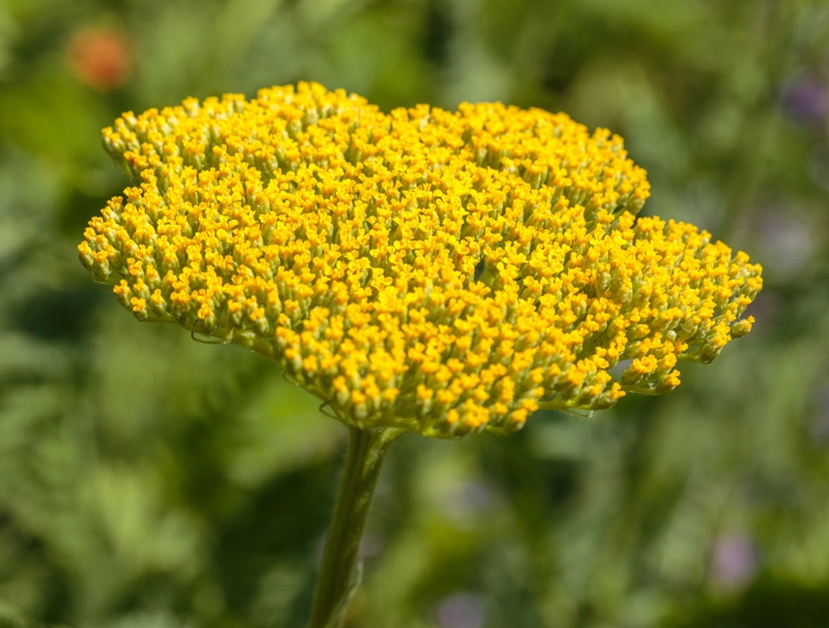 ACHILLEA FILIPENDULINA PARKER'S VARIETY