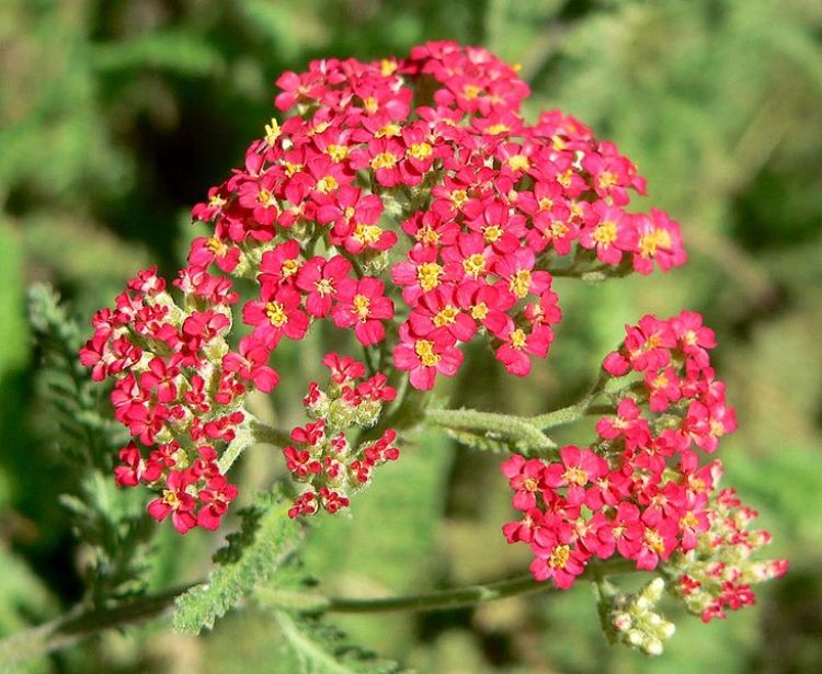 ACHILLEA MILLEFOLIUM PAPRIKA