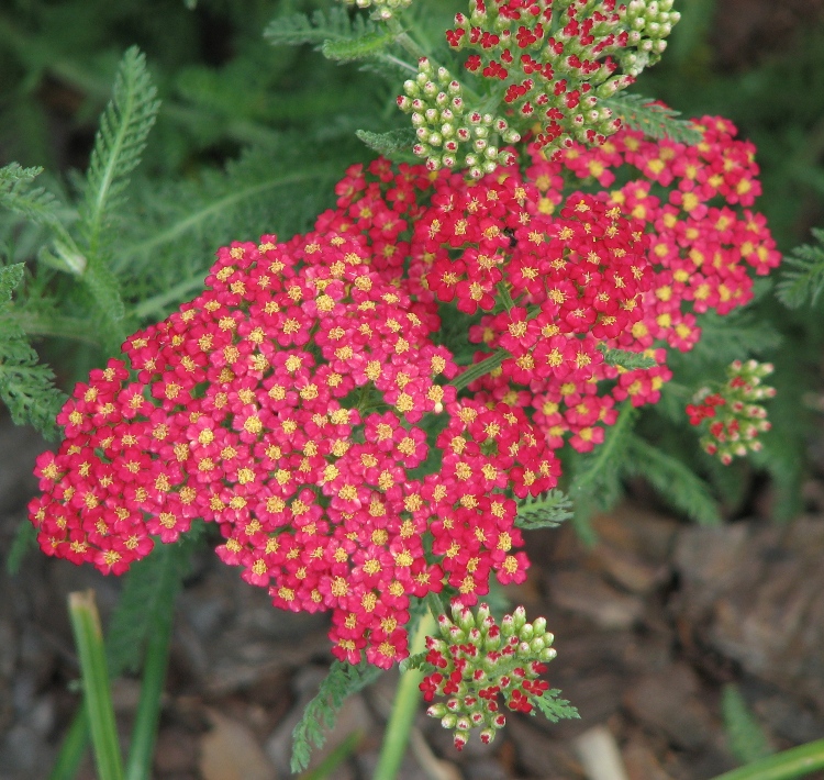 ACHILLEA MILLEFOLIUM PAPRIKA