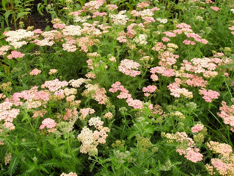 ACHILLEA MILLEFOLIUM LACHSSCHONHEIT