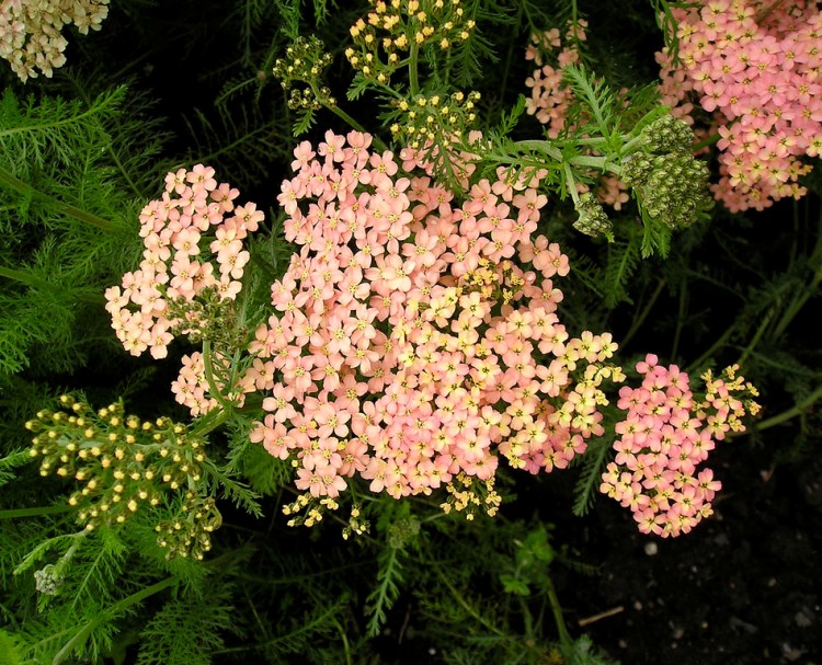 ACHILLEA MILLEFOLIUM LACHSSCHONHEIT