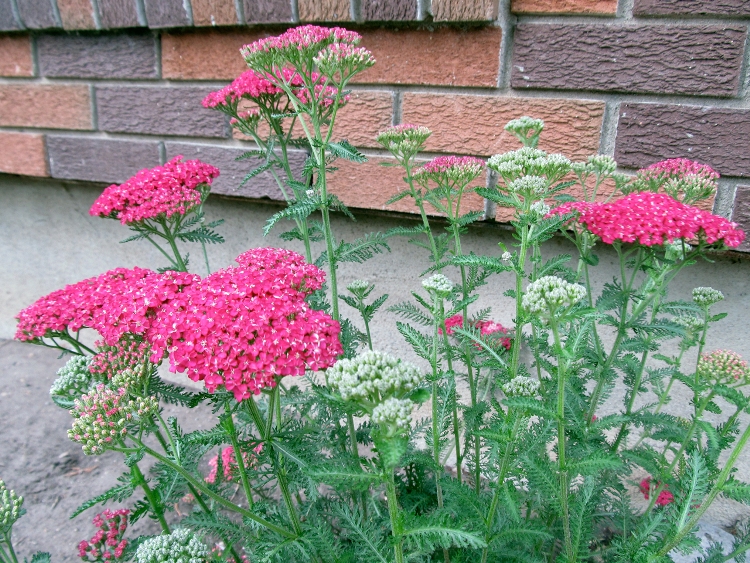 ACHILLEA MILLEFOLIUM IN VARIETA'