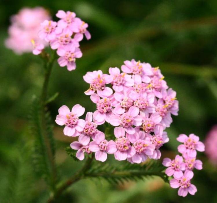 ACHILLEA MILLEFOLIUM IN VARIETA'
