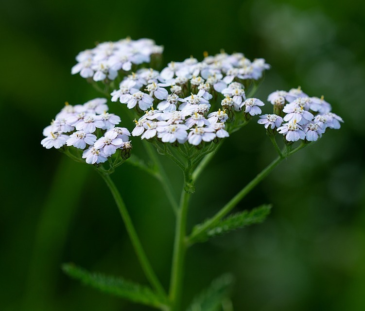 ACHILLEA MILLEFOLIUM IN VARIETA'