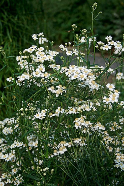 ACHILLEA PTARMICA