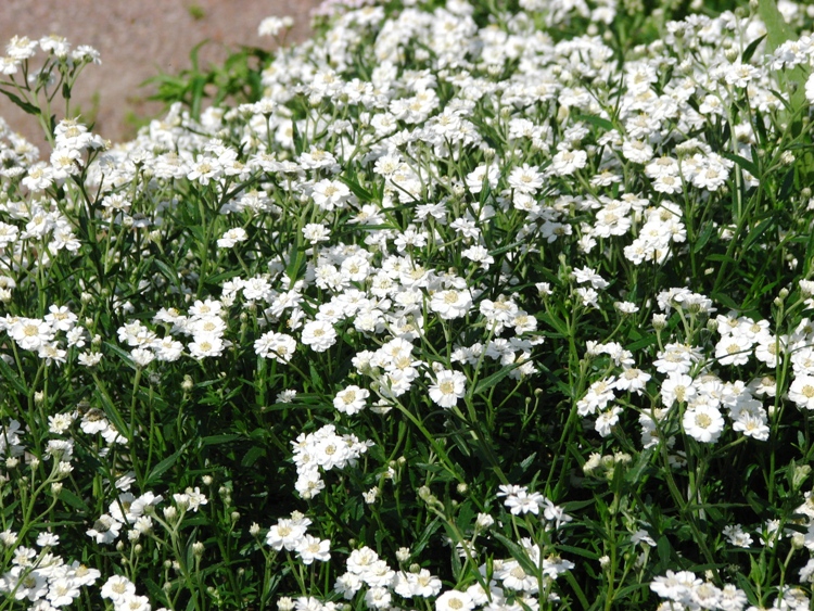 ACHILLEA PTARMICA