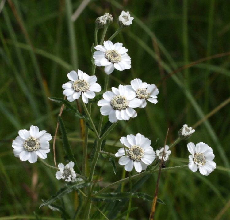 ACHILLEA PTARMICA