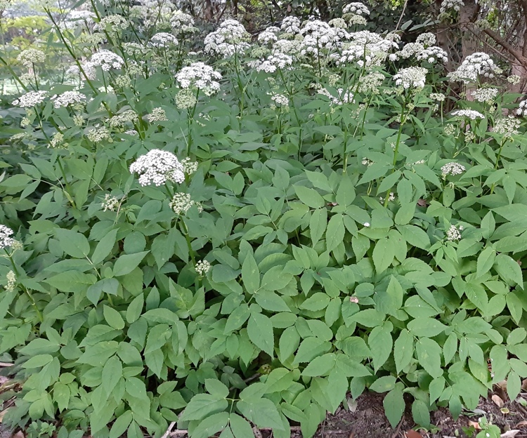 AEGOPODIUM PODAGRARIA