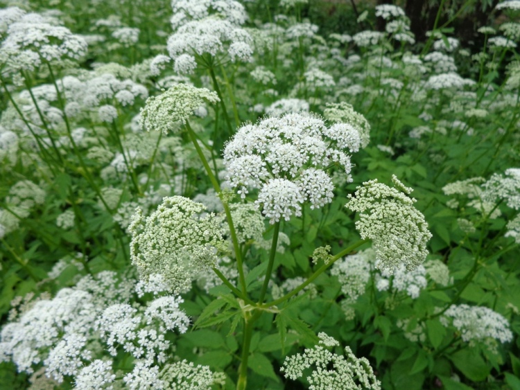 AEGOPODIUM PODAGRARIA