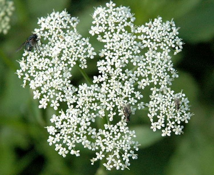 AEGOPODIUM PODAGRARIA