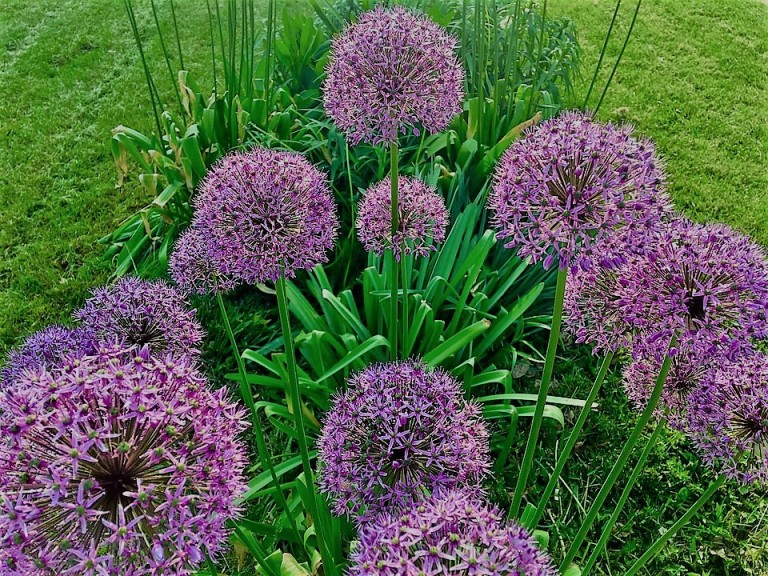 ALLIUM CHRISTOPHII