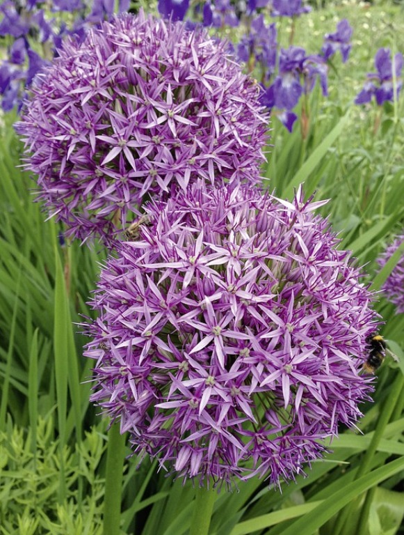ALLIUM CHRISTOPHII