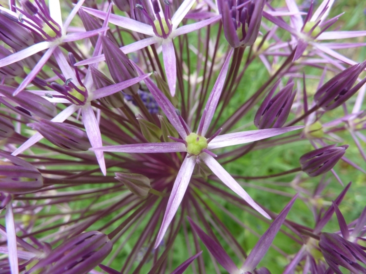 ALLIUM CHRISTOPHII
