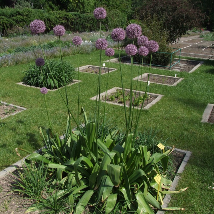 ALLIUM GIGANTEUM