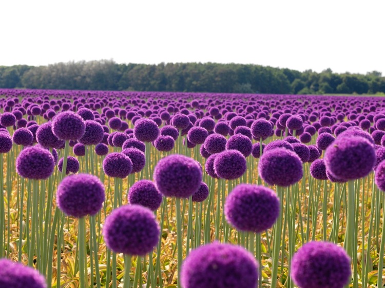 ALLIUM GIGANTEUM