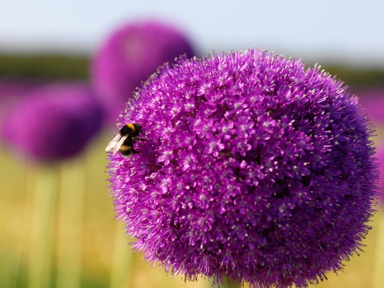 ALLIUM GIGANTEUM