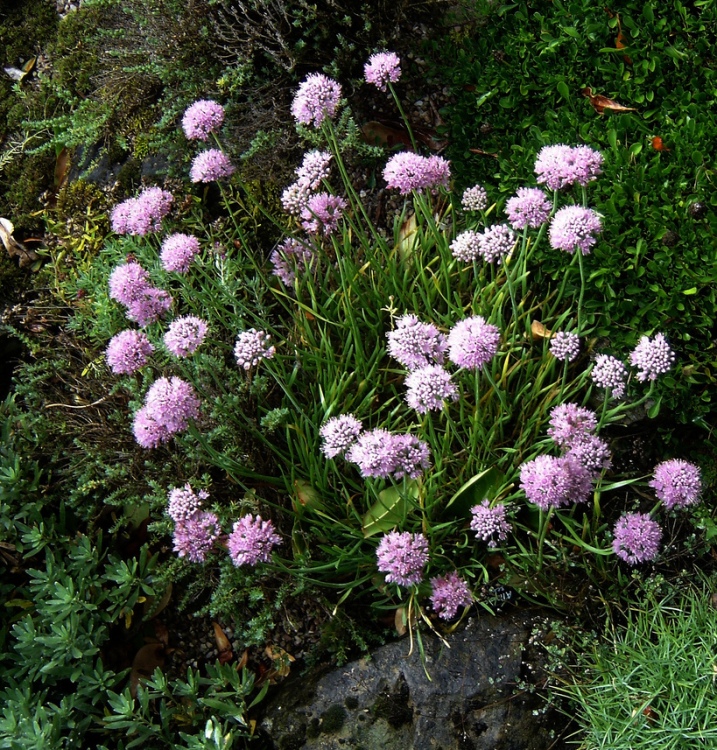 ALLIUM SENESCENS