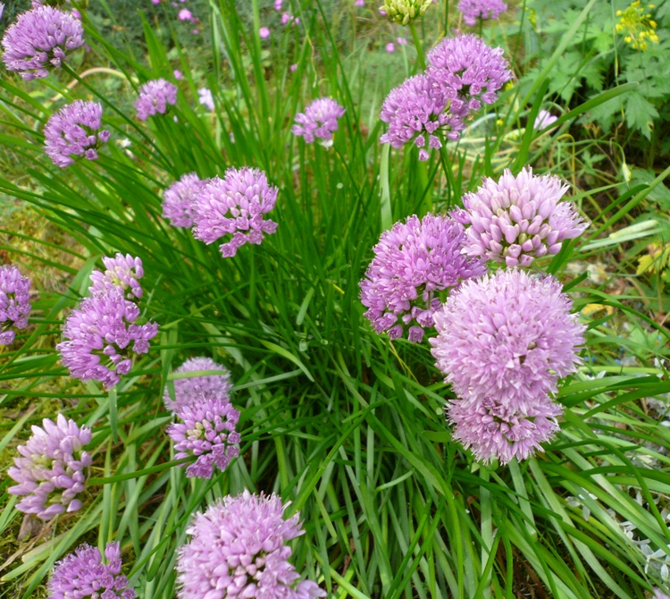 ALLIUM SENESCENS