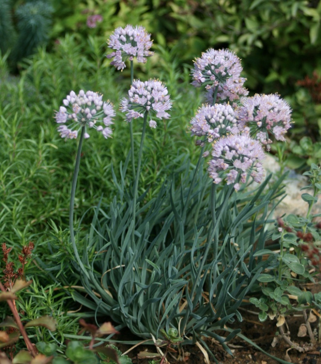 ALLIUM SENESCENS