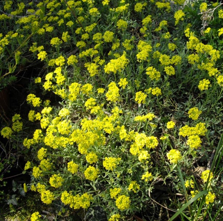 ALYSSUM MONTANUM