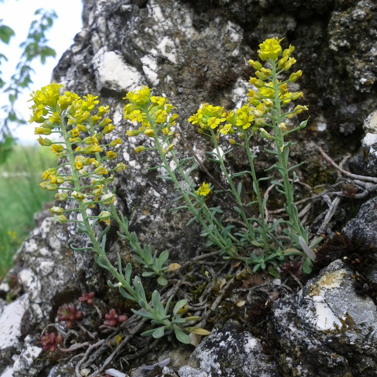 ALYSSUM MONTANUM