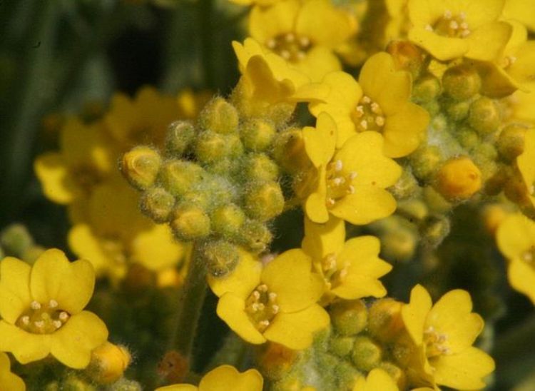 ALYSSUM MONTANUM