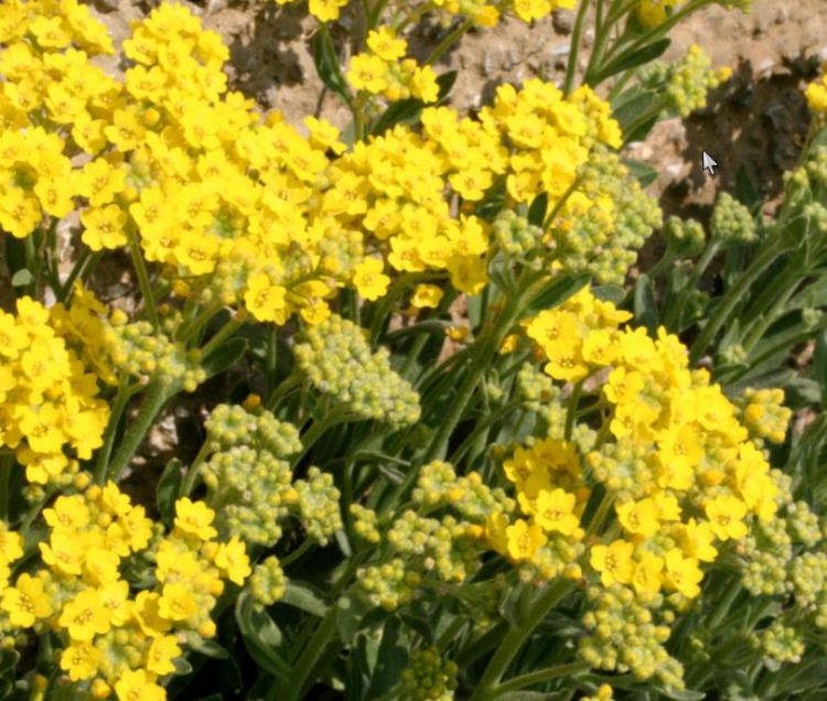 ALYSSUM MONTANUM LUNA