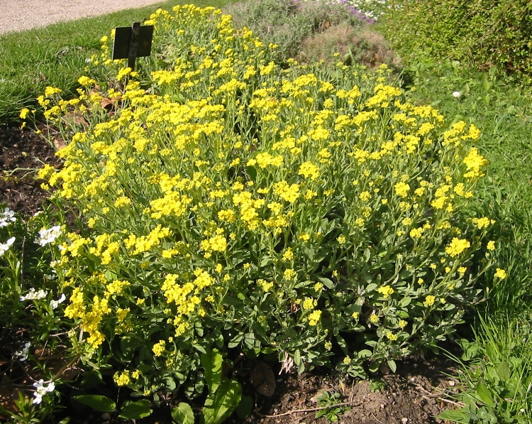ALYSSUM SAXATILE