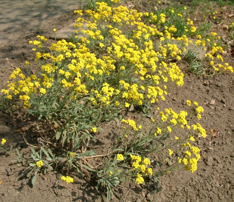 ALYSSUM SAXATILE