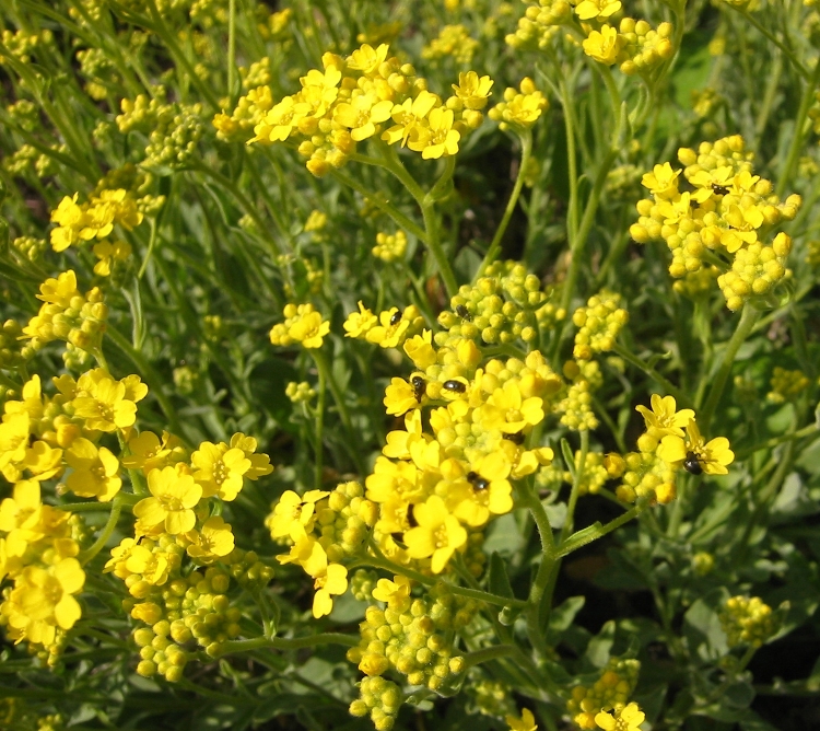ALYSSUM SAXATILE