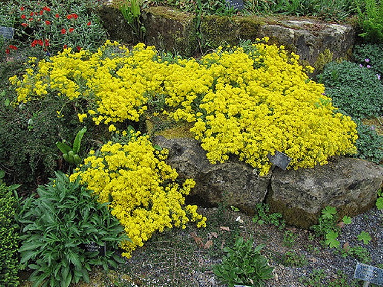 ALYSSUM SAXATILE COMPACTUM GOLDKUGEL