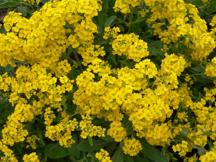 ALYSSUM SAXATILE COMPACTUM GOLDKUGEL
