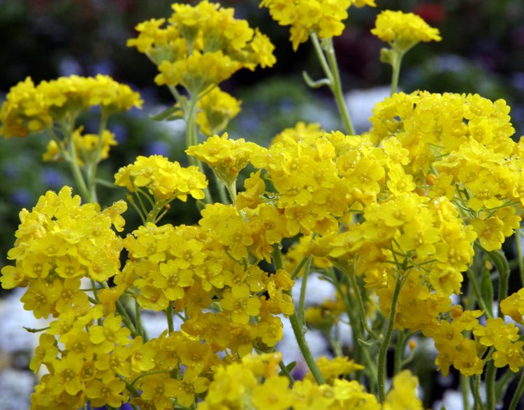 ALYSSUM SAXATILE COMPACTUM GOLDKUGEL