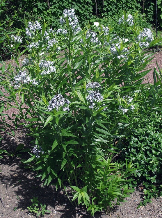 AMSONIA TABERNAEMONTANA