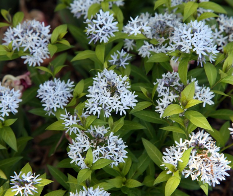 AMSONIA TABERNAEMONTANA