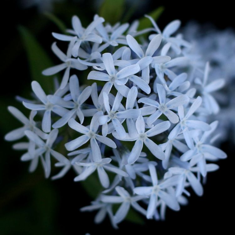 AMSONIA TABERNAEMONTANA