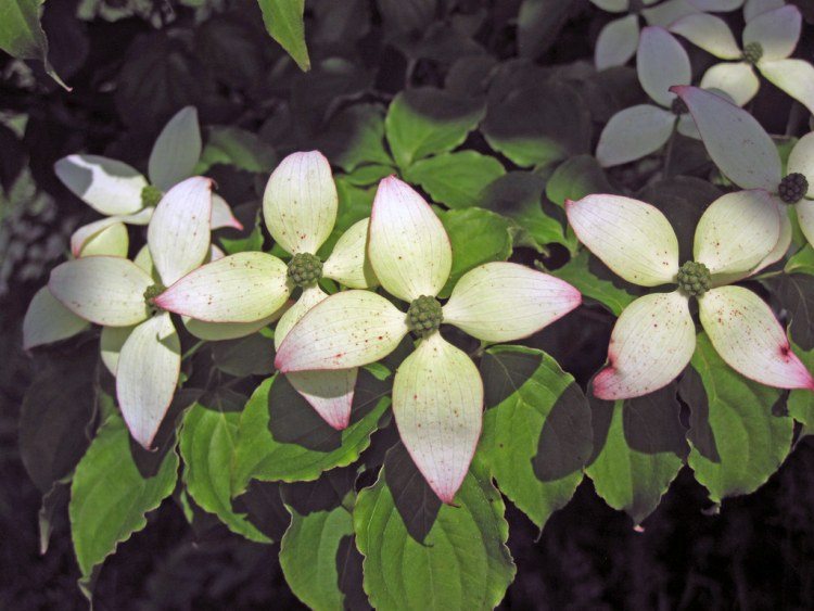 CORNUS KOUSA CHINENSIS JASMINE