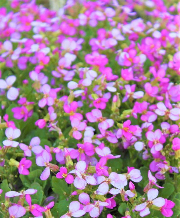 ARABIS ALPINA CAUCASICA ROSEA