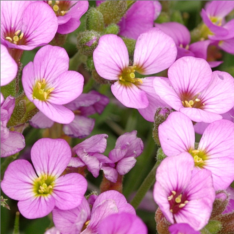 ARABIS ALPINA CAUCASICA ROSEA