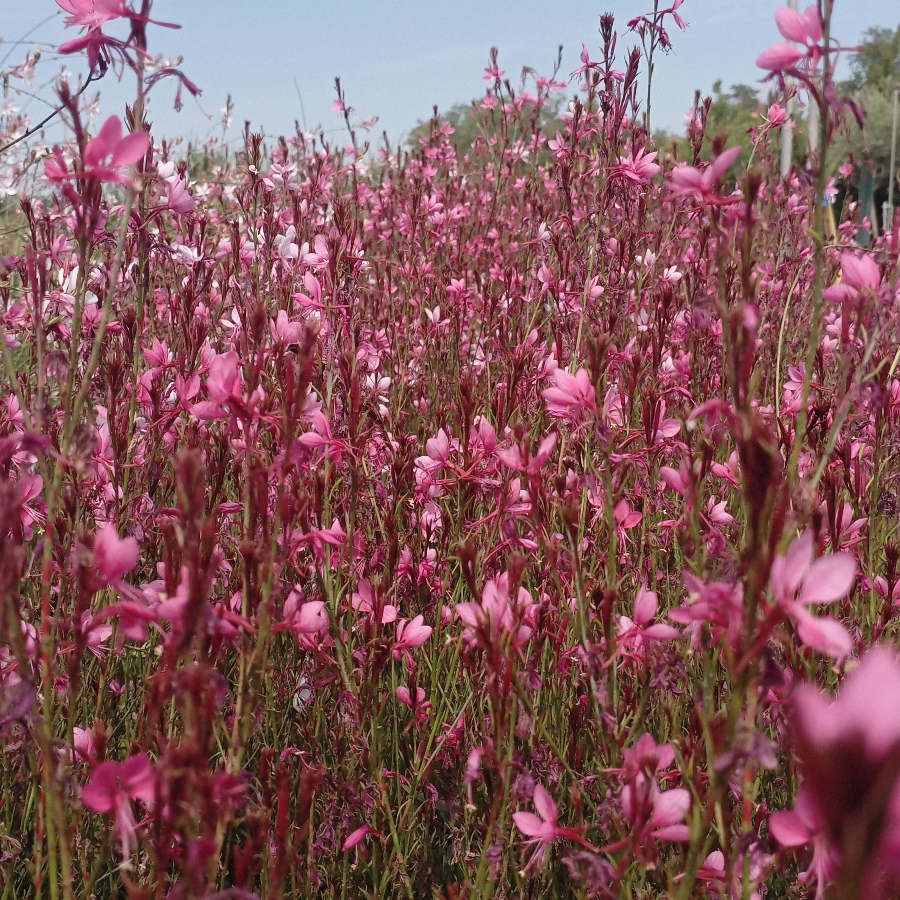 GAURA LINDHEIMERI BELLEZA DARK PINK