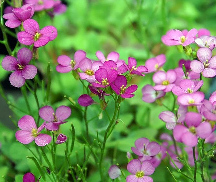 ARABIS CAUCASICA COMPINKIE