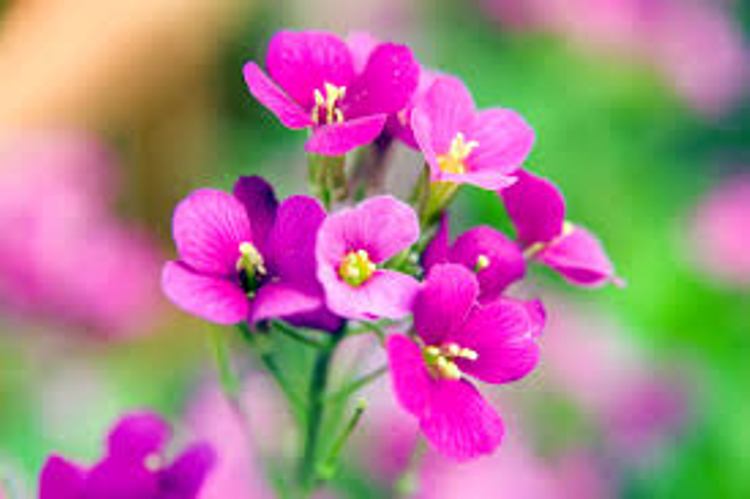 ARABIS CAUCASICA COMPINKIE
