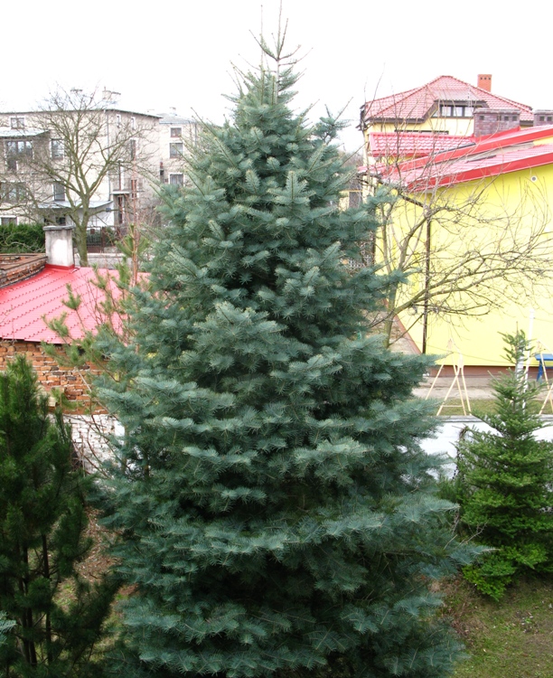 ABIES CONCOLOR CANDICANS