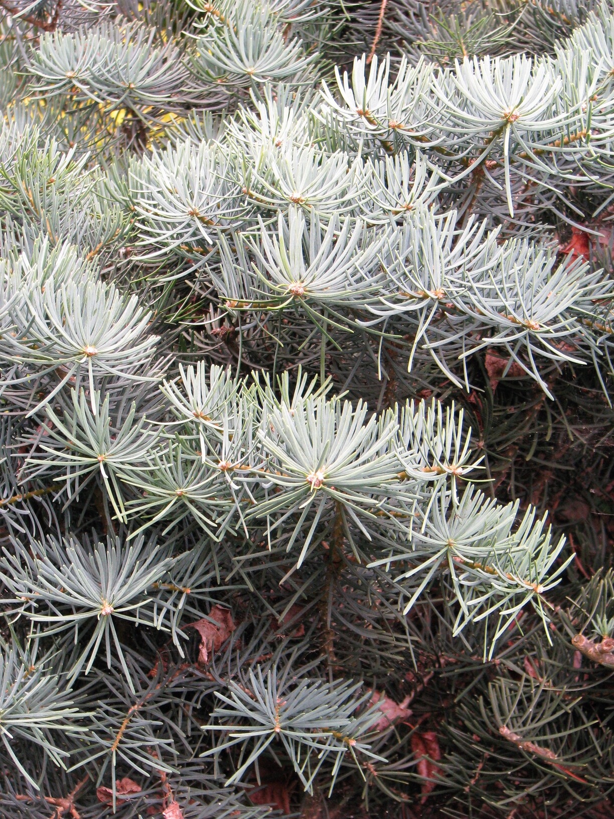 ABIES CONCOLOR CANDICANS