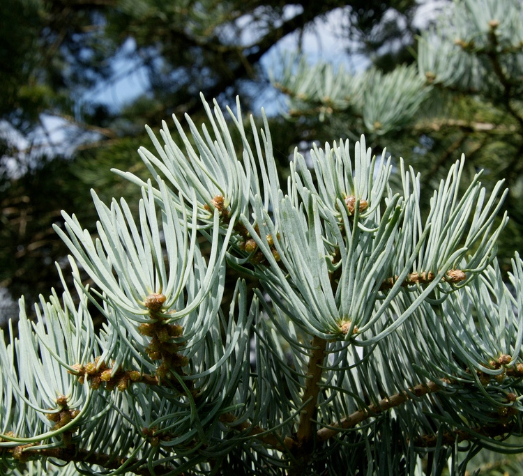 ABIES CONCOLOR CANDICANS